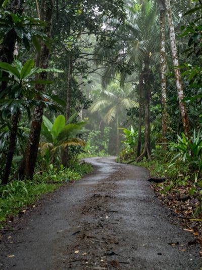 Rainforest trail in Marino Ballena National Park