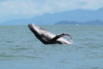 A humpback whale breaching off the Marino Ballena coast